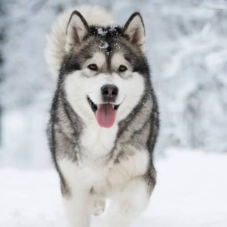 husky